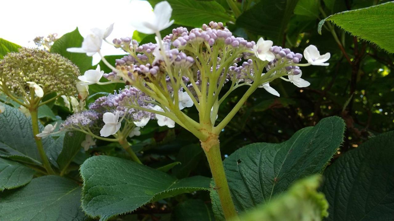 築100年の宿【はぶの家】 大岛 外观 照片