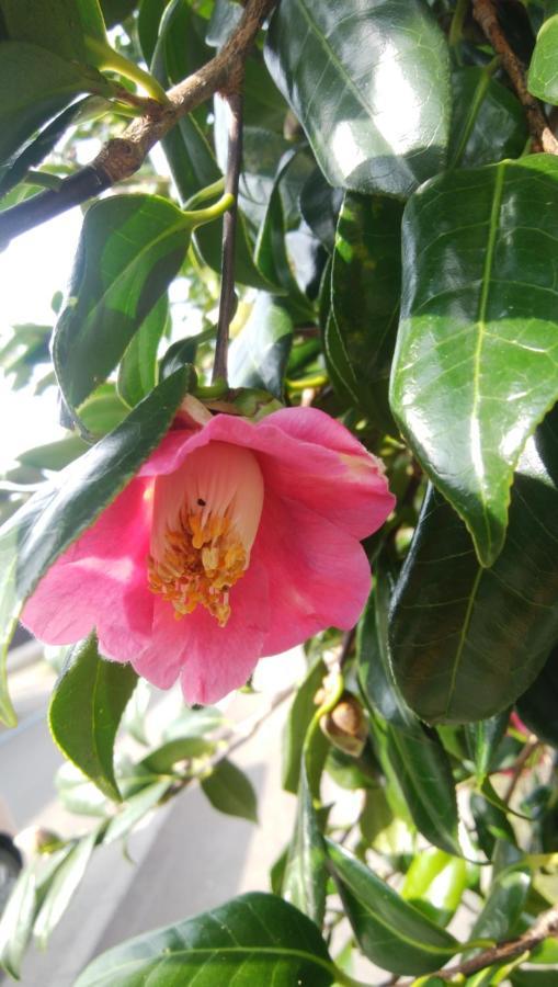 築100年の宿【はぶの家】 大岛 外观 照片